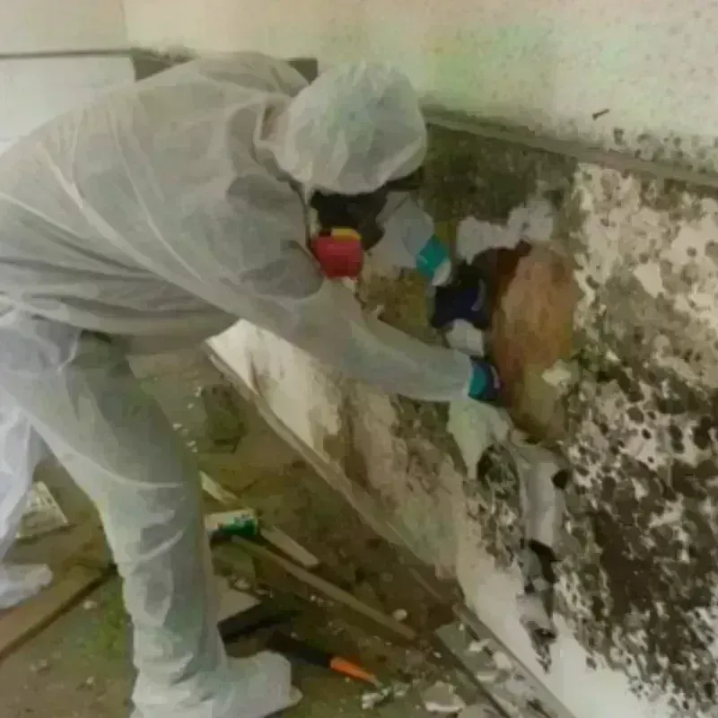 Mold Remediation and Removal in Chester Springs, PA